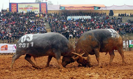 Combats de buffles de phu ninh